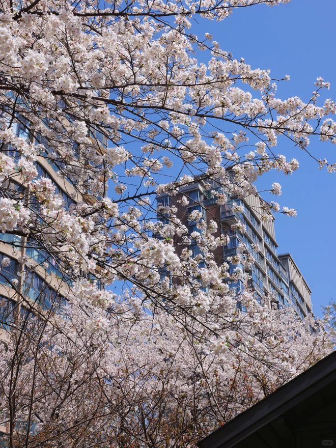 上海古北99最新动态！上海古北99优势、劣势分析重磅消息(图11)